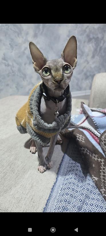 Pişiklər: Sfinks — 3