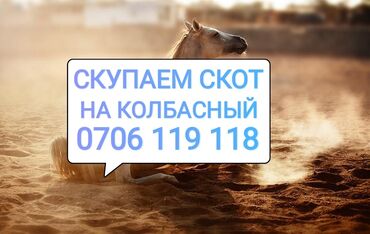 купить лошадь в киргизии: Куплю | Коровы, быки, Лошади, кони, Другие с/х животные | Круглосуточно, Любое состояние, Забитый