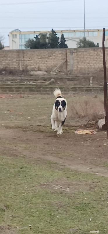 İtlər: Alabay, 1 il, Dişi, Peyvəndli — 11