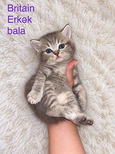 bala pisiklər: Britan, Erkək — 1