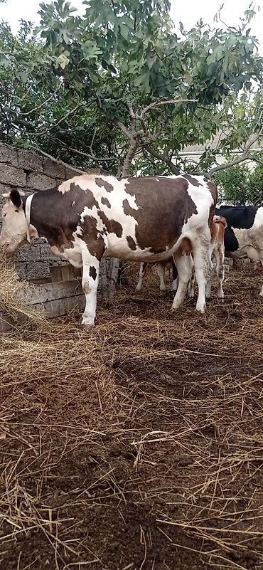 qaz yagi satisi: Super duyedi 2ciqarına 6ayliqdi ağkirpikdi buğasıda simentaldandi özüm — 4
