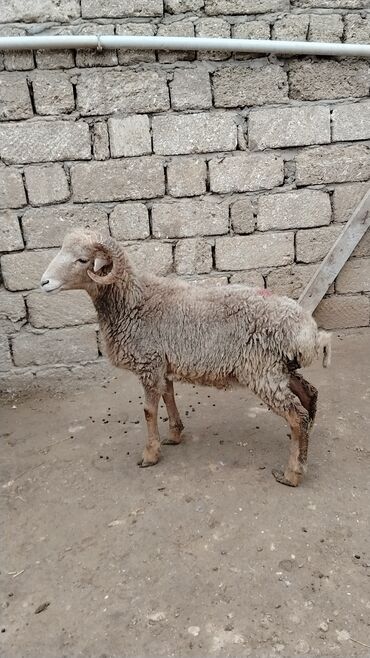 Qoyunlar, qoçlar: Razılaşmaq olar hamsı Erkəkdi qurbanlıqa yararlıdılar — 10
