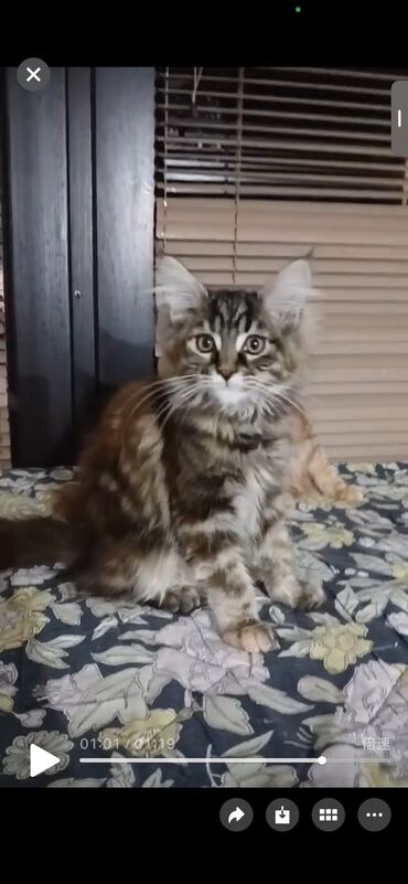 Mačke: Mace dugodlake – leglo prelepih mačića - Tip: kućne mačke dugodlake — 12