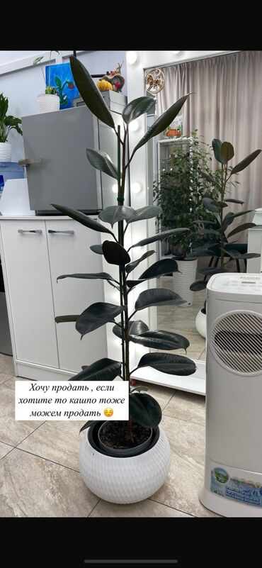 рукав для полива: Фикус черный принц (каучуконосный), крупное комнатное растение. -