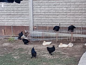 момолой чычкан: Продаю курицы. карлики есть много — 4