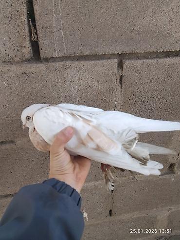 Птицы: Голубь декоративный, окрас светло-серый с кофейно‑рыжими пятнами на — 6