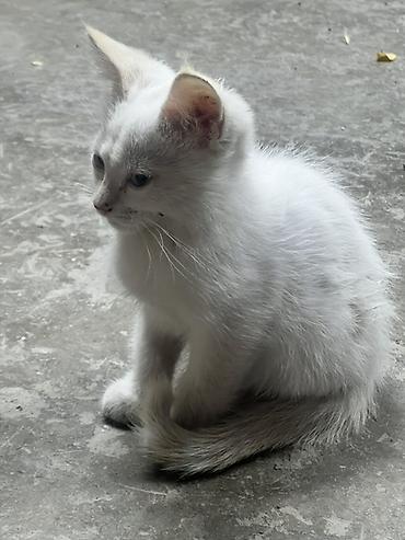Животные: Котята, помёт из четырёх малышей. Описание: - Окрас: белый — 2