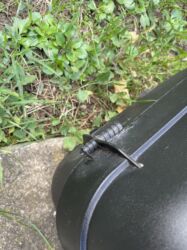 Ostali motocikli i skuteri: Veci kofer sa kljucem - 3000 Rsd Manji kofer sa kljucem - 2500 — 1