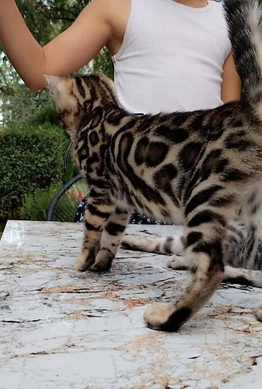 Mačke: Registrovana odgajivacnica MMaestro_bengal vam predstavlja dva — 9