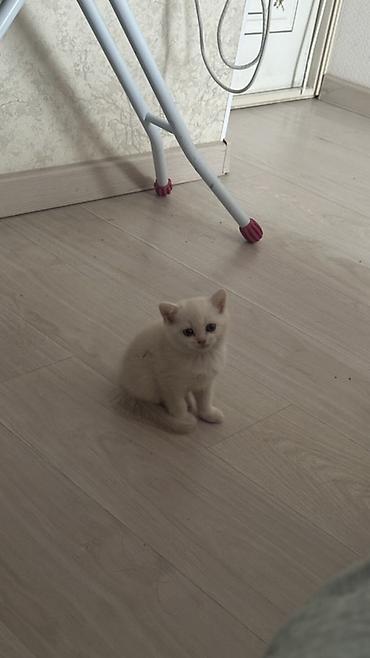 сиамские котята: 2 месяца, Девочка, Белый, Приучена к лотку — 2