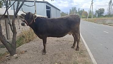 инкубационный яицо: Продаю | Корова (самка) | Швицкая | Для разведения, Для молока | Племенные, Стельные, Искусственник — 1