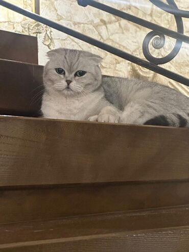 Кошки: Скотиш Фолд (Шотландская вислоухая), 3 года, Девочка, Кастрирована, Приучена к лотку, Проглистована