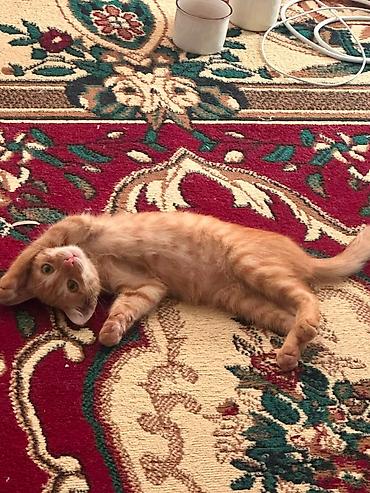 сибирская кошка цена: Отдам котёнка в добрые руки 🐱 Котику 4 месяца, мальчик. Приучен к — 4