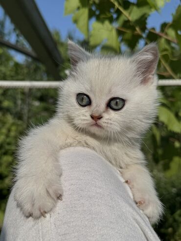 Продажа кошек: Скотиш Страйт (Шотландская прямоухая), 2 месяца, Мальчик, Серебристая шиншилла