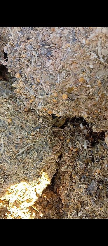 Корма для с/х животных: 50% КУКУРУЗЫ 25 кг ВЕС,С погрузкой выше 5 тонн договорная — 2