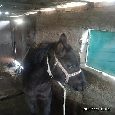 Лошади, кони: Продаю | Жеребенок | Для разведения — 1
