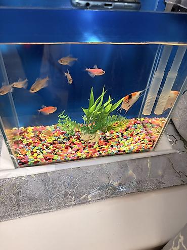 xiaomi akvarium: Dördbucaq akvarium, Balıqlarla birlikdə, 10 l, Ünvandan götürmə — 1