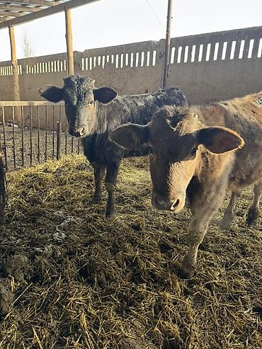 Коровы, быки: Продаю | Музоо, торпок | Швицкая | На откорм — 3