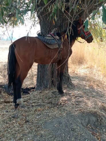 дом для собака: Сатам | Жылкы (эркек) | Жумушка