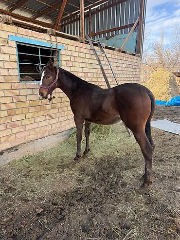 Лошади, кони: Продаю | Жеребенок | Конный спорт — 6