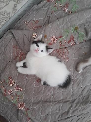 Кошка даром: Беспородная, 1 месяц, Девочка, Приучена к лотку
