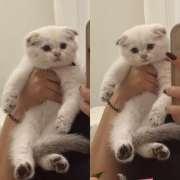 Pişiklər: Şotland yastı qulaq — 10