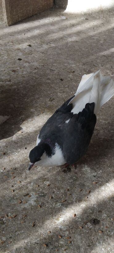 Göyərçinlər: 3 eded delfin 1 cütdür bala verir saglam heyvanlardir 3 ededi 45 manat — 7