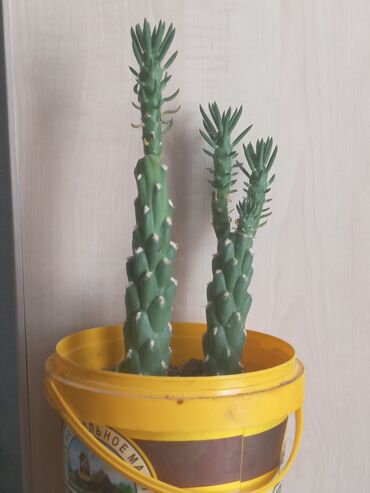комнатные растения баку: Kaktus,opintia subulata novu.Real şekildir,boyu uzanan,hundur