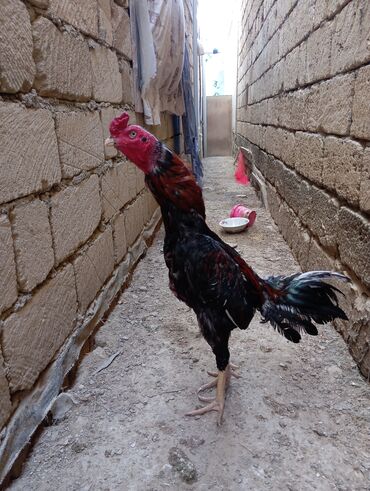 Xoruzlar: Xoruz, Heyratı, il: 1, Ödənişli çatdırılma — 9