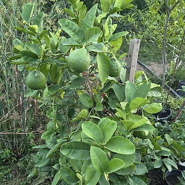 limon ağacı: Meyvəli sitrus ağacı – qabda yetişdirilən limon/bergamot tipli sort - — 4