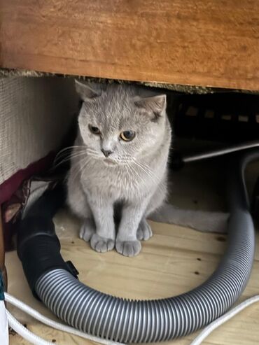 русская голубая кошка цена: Britan