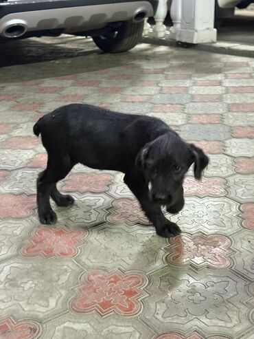 продажа французских бульдогов: Курцхаар, 4 айлык, Эркек