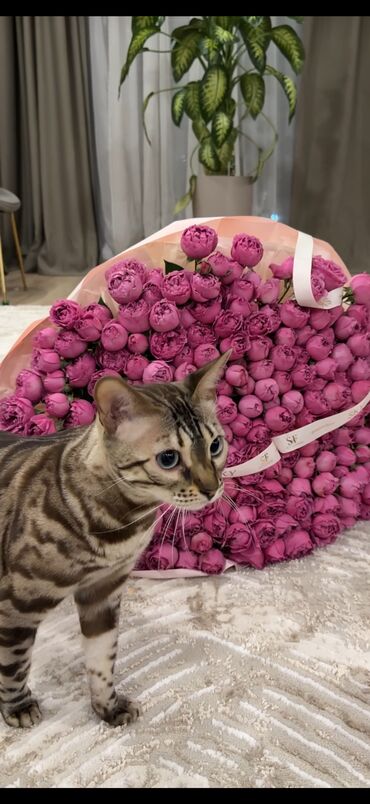 корм для кошек бишкек цена: Бенгальская, 1 год, Девочка, Шоколадный, Кастрирована, Приучена к лотку