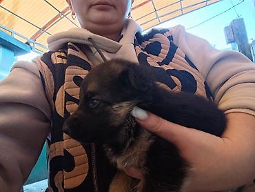 ххх кот: Щенок, восточноевропейской овчарки Описание: - Возраст на фото — 3 — 8