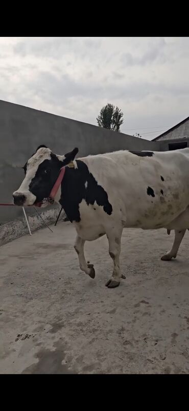 Inəklər, öküzlər: Süd istiqamətli inək – Holştayn tipli, ağ-qara rəngli. Xüsusiyyətlər — 3