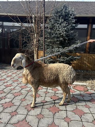 Баран, овца: Продаю | Баран (самец) | Для разведения | Племенные — 3