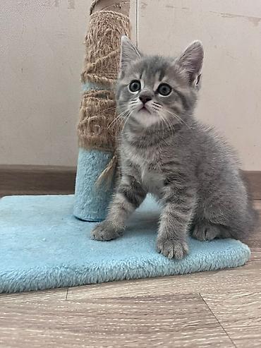 Pişiklər: Şotland — 13