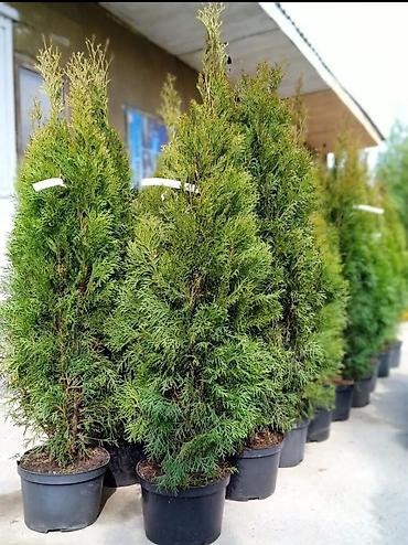 Туя: СРОЧНО ПРОДАЮТСЯ ТУИ❗❗❗ 200 ШТУК❗❗❗ СОРТ КНИЖКА — 6