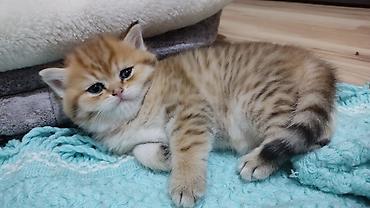 Pişiklər: Qızıl şinşilla, Erkək, Yaxşı əllərə, Ünvandan götürmə — 3