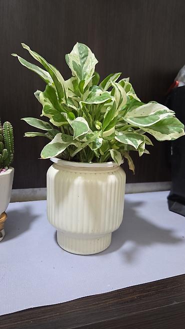 Декабристы: Зигокактус (рождественник, шлюмбергера) штамбовой формы в горшке. - — 30