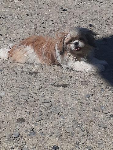 İtlər: Pekines, 5 ay, Erkek, Ödənişli çatdırılma — 2