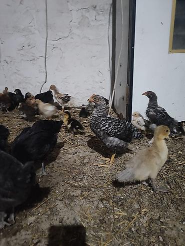 bakida cins ineklerin satisi: Toyuq cücələri, Damazlıq — 2