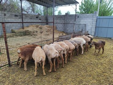курдючные бараны: Продаю | Овца (самка), Ягненок | Полукровка, Арашан | Для разведения | Ягнившаяся