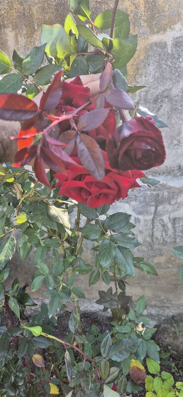 Çöl bitkiləri: Saqı Gülçülük – Tərtərin ən gözəl gülləri Bir gül təkcə ətriylə deyil — 13