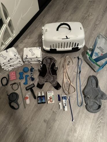 İtlər: Malta lapdogunun Damazlıq oğlanı satılır. cins: oğlan tamamilə — 5