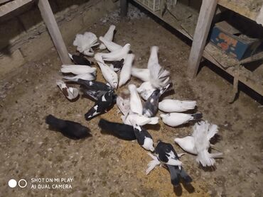 Göyərçinlər: Super göyərçinlər bu yay 7-8 saat uçan Dəniz qırağında gecədən — 2