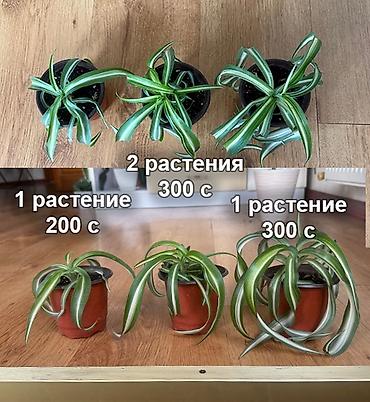 хлорофитумы: Хлорофитум «Бонни» и Драцена Лемон Лайм Хлорофитум «Бонни» - красивое — 2