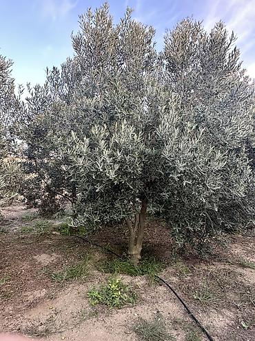 zeytun ağacı qiyməti: Ağaclar Türkiyə sortu zeytun ağaclarıdır. -Ağacların yaşı təxminən 7 — 3