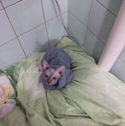 pişik cütləşdirmə: Sfinks