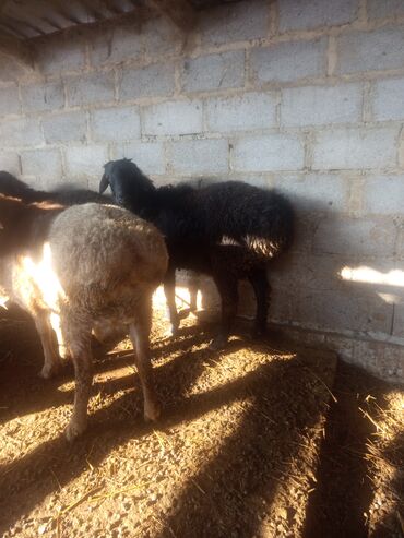 Баран, овца: Продаю | Баран (самец) | Эдильбаевская, Арашан | Для разведения — 4